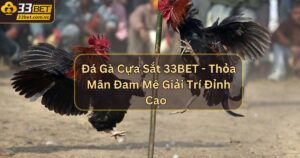 Đá Gà Cựa Sắt 33BET - Thỏa Mãn Đam Mê Giải Trí Đỉnh Cao