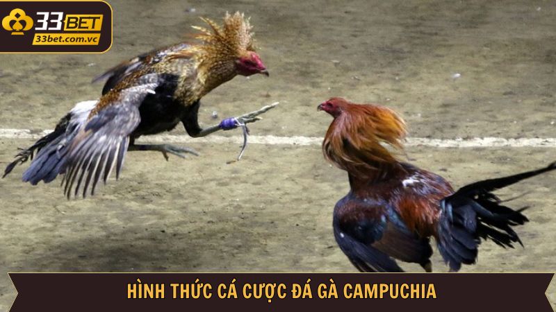 Tổng hợp về những loại hình đá gà Campuchia