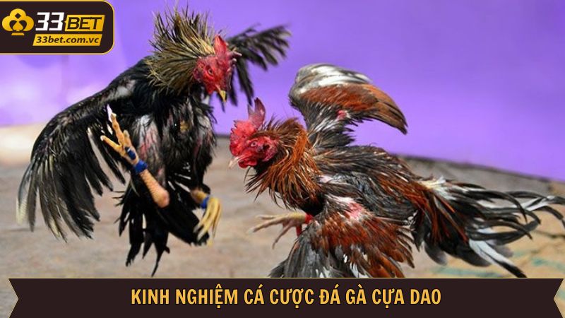 Bí kíp chinh phục chọi kê cựa dao chuẩn xác nhất