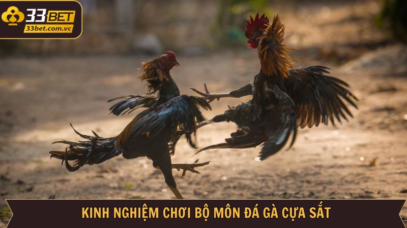 Các chiến lược hiệu quả nên ứng dụng trong chọi kê cựa sắt 