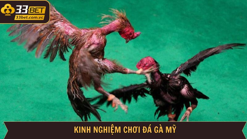 Bí kíp kinh nghiệm giúp thành viên bất bại khi cá cược đá gà 