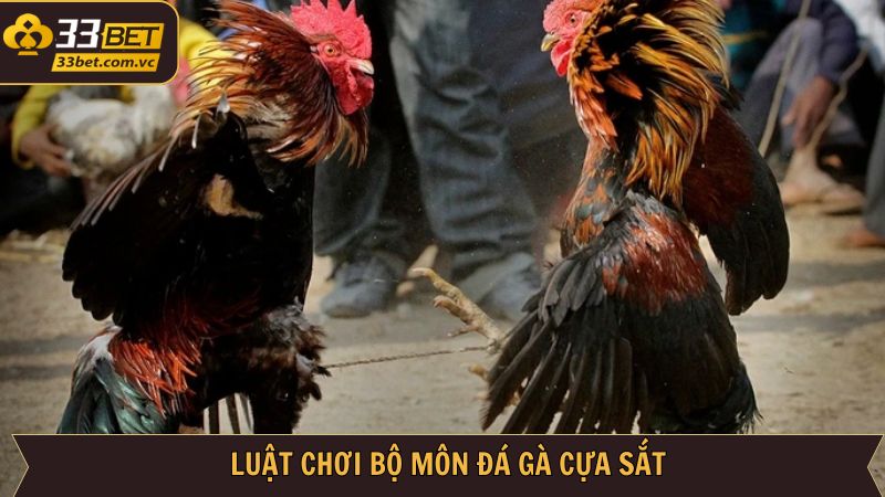 Quy định cần nắm về hình thức đá gà cựa sắt 