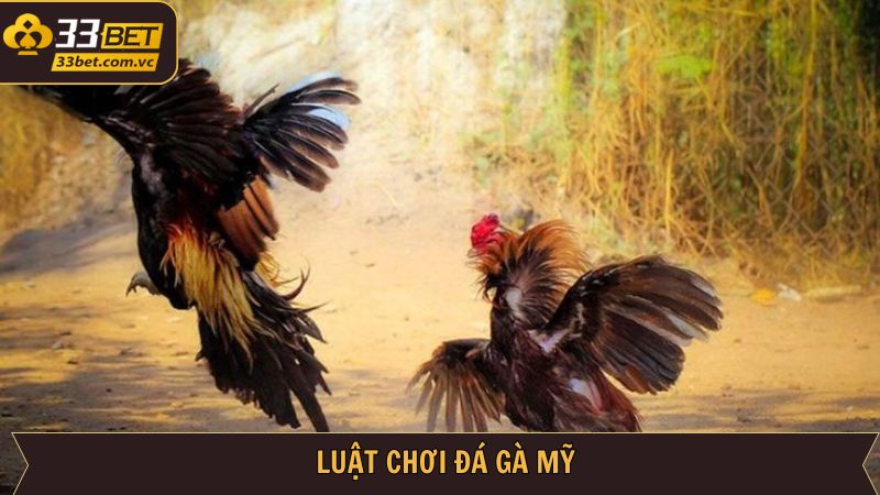 Chi tiết luật chơi đá gà Mỹ người dùng cần nắm để cá cược 