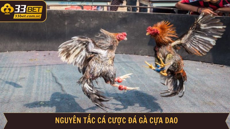 Nguyên tắc quan trọng khi tham gia đá gà cựa dao