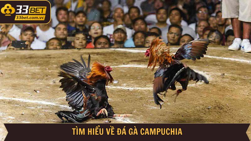 Tìm hiểu thông tin liên quan đến đá gà tại Campuchia