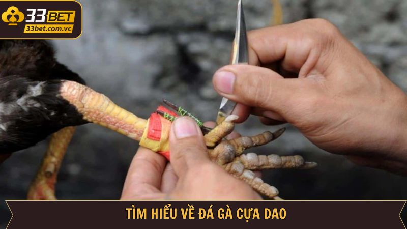 Đôi điều về chọi kê cựa dao