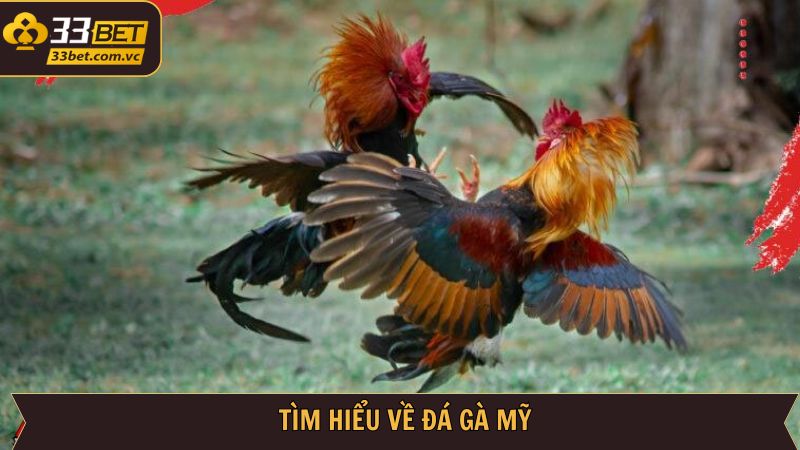 Tổng quan hình thức đá gà cực hot tại địa chỉ 